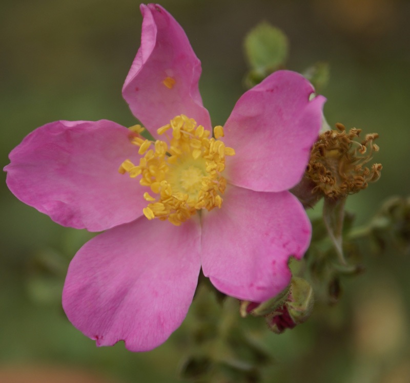 Rosa webbiana eFlora of India